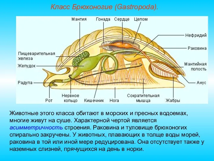 Класс Брюхоногие (Gastropoda). Животные этого класса обитают в морских и