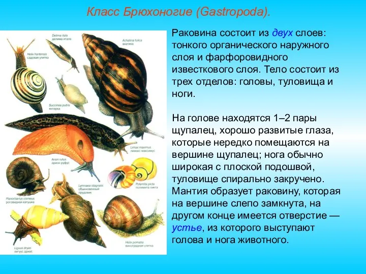 Класс Брюхоногие (Gastropoda). Раковина состоит из двух слоев: тонкого органического