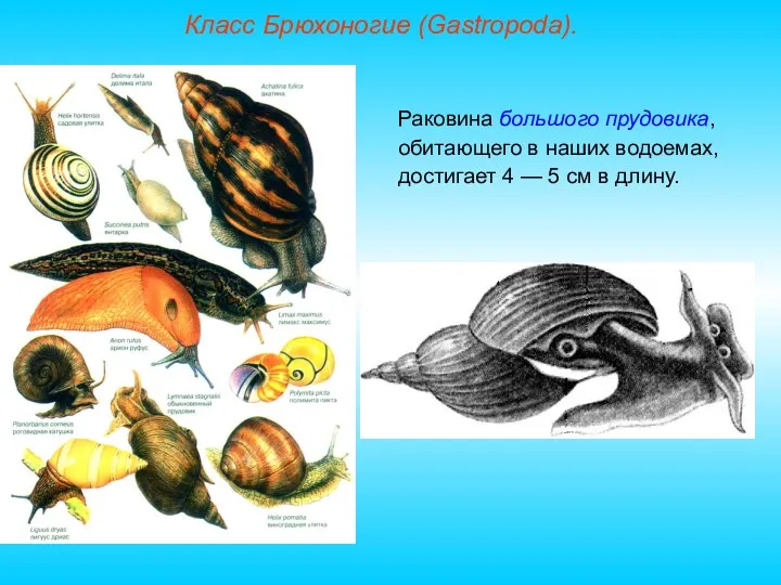 Класс Брюхоногие (Gastropoda). Раковина большого прудовика, обитающего в наших водоемах,