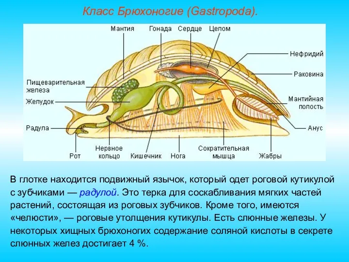 Класс Брюхоногие (Gastropoda). В глотке находится подвижный язычок, который одет