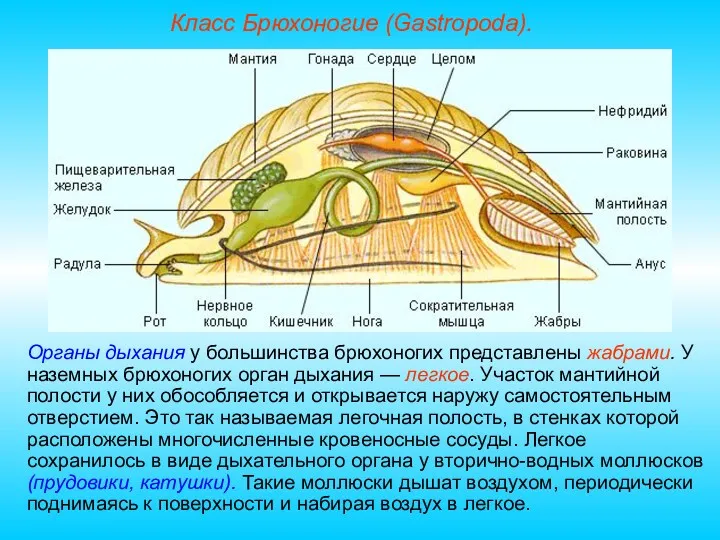 Класс Брюхоногие (Gastropoda). Органы дыхания у большинства брюхоногих представлены жабрами.