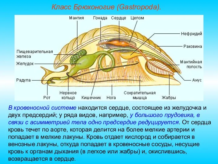 Класс Брюхоногие (Gastropoda). В кровеносной системе находится сердце, состоящее из