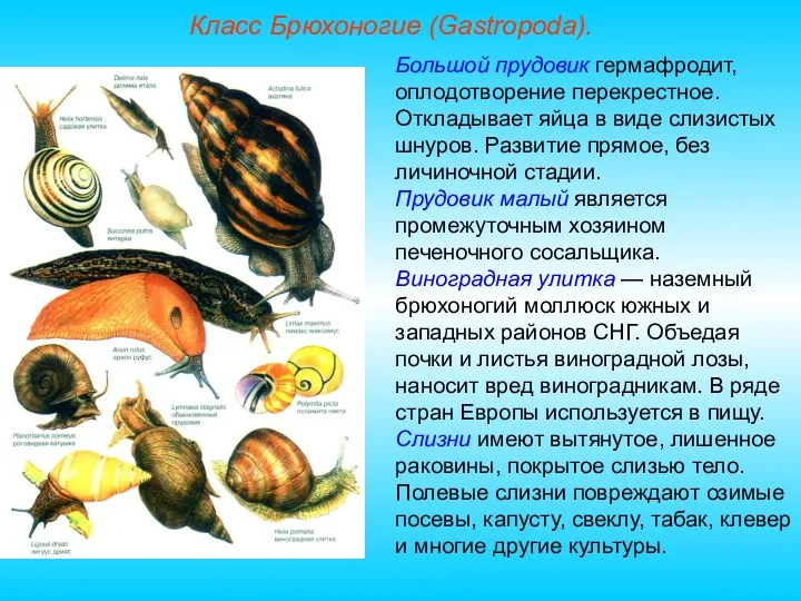 Класс Брюхоногие (Gastropoda). Большой прудовик гермафродит, оплодотворение перекрестное. Откладывает яйца