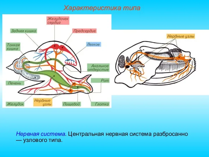 Характеристика типа Нервная система. Центральная нервная система разбросанно — узлового типа.