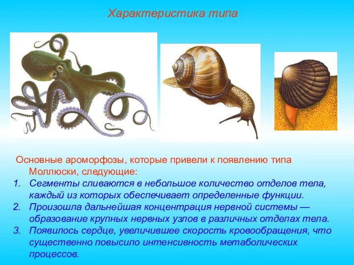 Характеристика типа Основные ароморфозы, которые привели к появлению типа Моллюски,