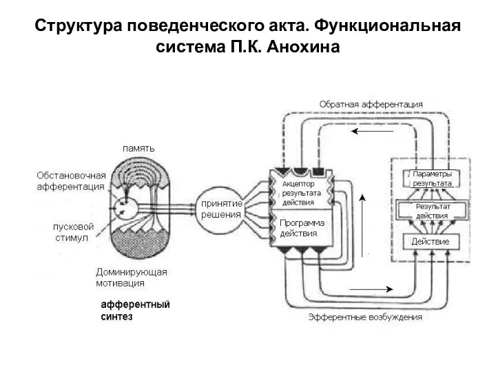 Структура поведенческого акта. Функциональная система П.К. Анохина