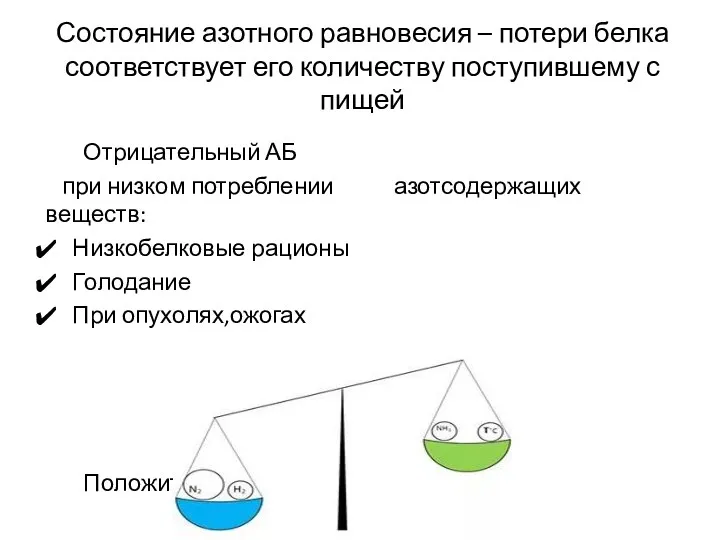 Состояние азотного равновесия – потери белка соответствует его количеству поступившему