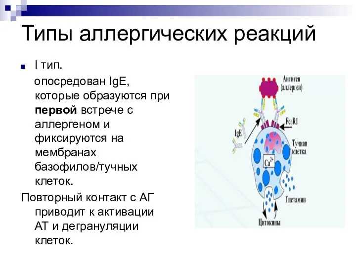 Типы аллергических реакций I тип. опосредован IgE, которые образуются при