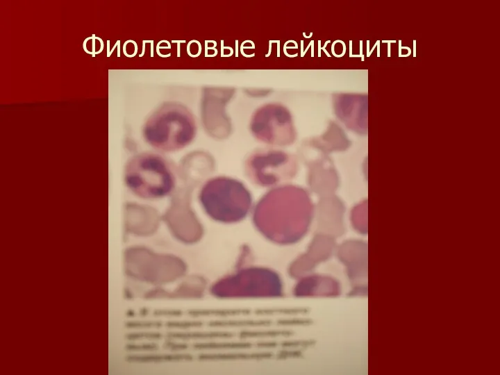Фиолетовые лейкоциты