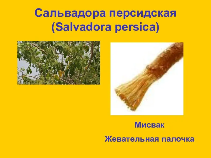 Сальвадора персидская (Salvadora persica) Мисвак Жевательная палочка