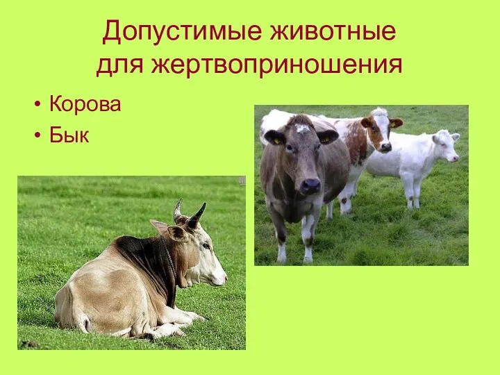 Допустимые животные для жертвоприношения Корова Бык