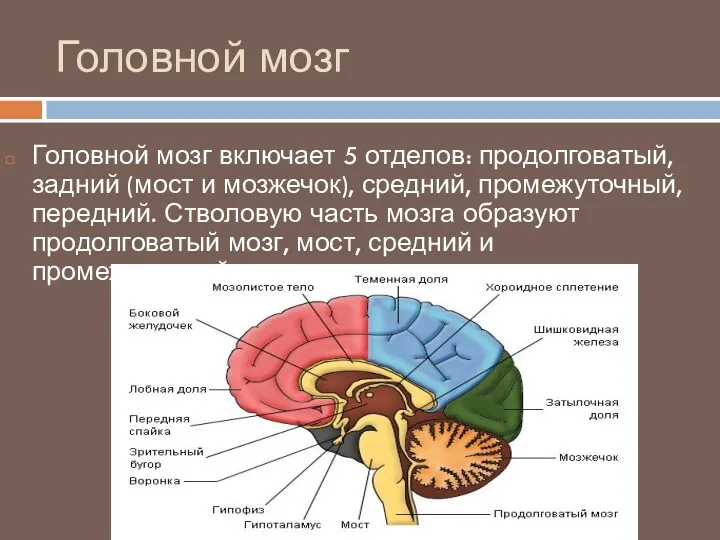 Головной мозг Головной мозг включает 5 отделов: продолговатый, задний (мост