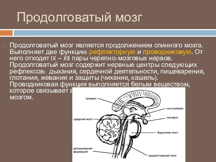 Продолговатый мозг Продолговатый мозг является продолжением спинного мозга. Выполняет две