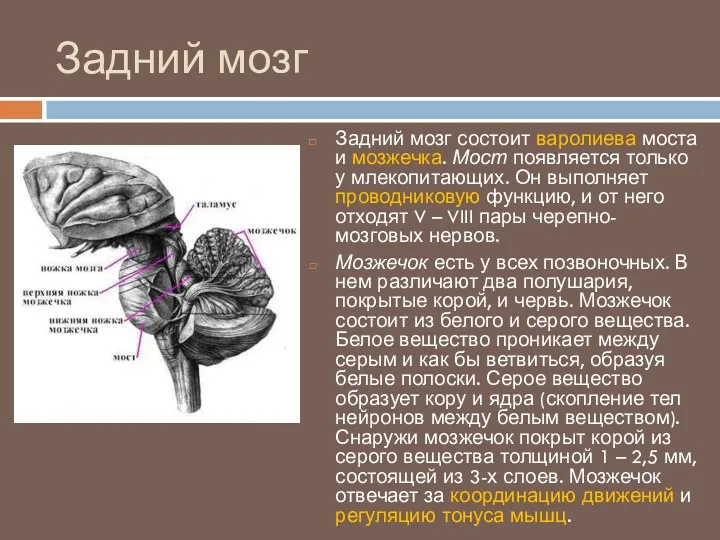 Задний мозг Задний мозг состоит варолиева моста и мозжечка. Мост
