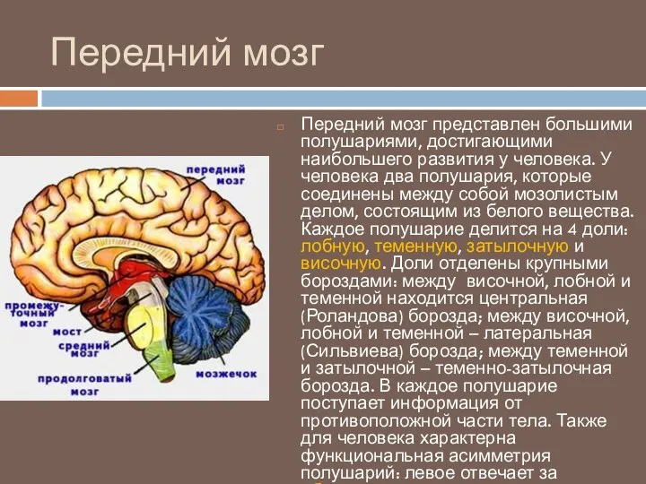 Передний мозг Передний мозг представлен большими полушариями, достигающими наибольшего развития