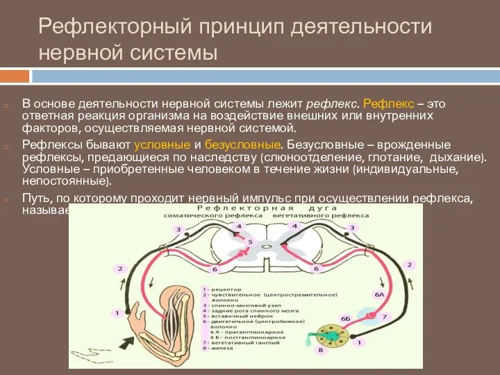 Рефлекторный принцип деятельности нервной системы В основе деятельности нервной системы