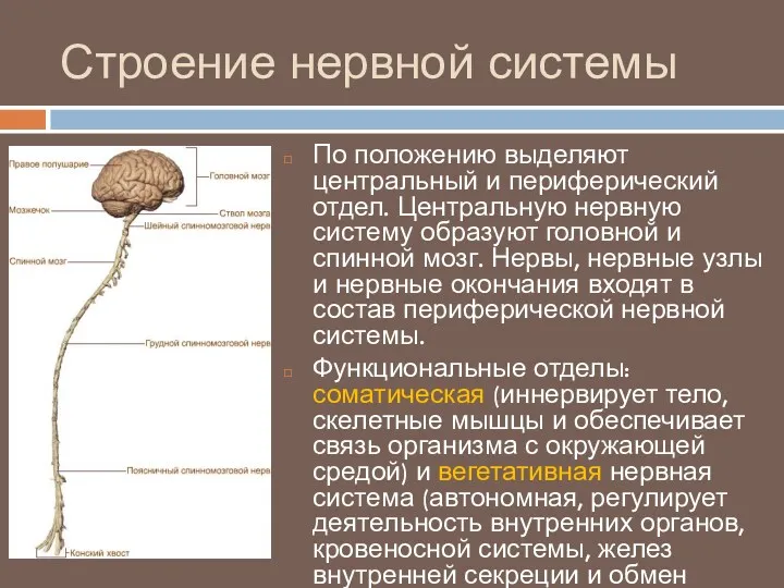 Строение нервной системы По положению выделяют центральный и периферический отдел.