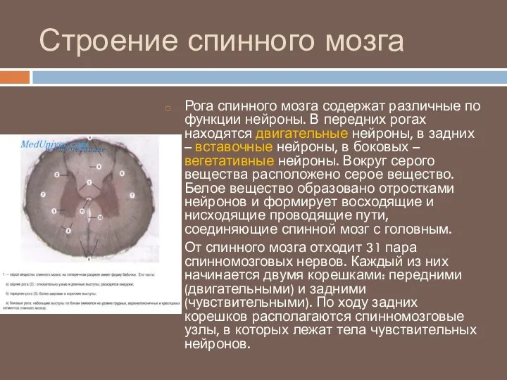 Строение спинного мозга Рога спинного мозга содержат различные по функции