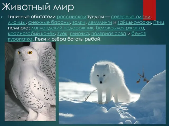 Животный мир Типичные обитатели российской тундры — северные олени, лисицы,