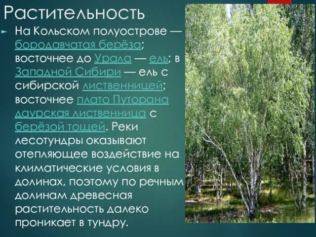 Растительность На Кольском полуострове — бородавчатая берёза; восточнее до Урала