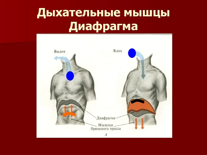 Дыхательные мышцы Диафрагма