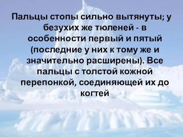 Пальцы стопы сильно вытянуты; у безухих же тюленей - в