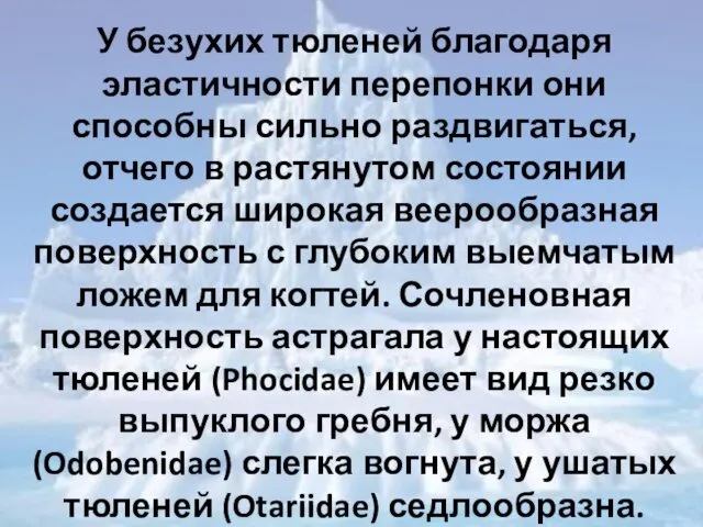 У безухих тюленей благодаря эластичности перепонки они способны сильно раздвигаться,