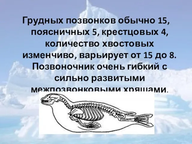 Грудных позвонков обычно 15, поясничных 5, крестцовых 4, количество хвостовых