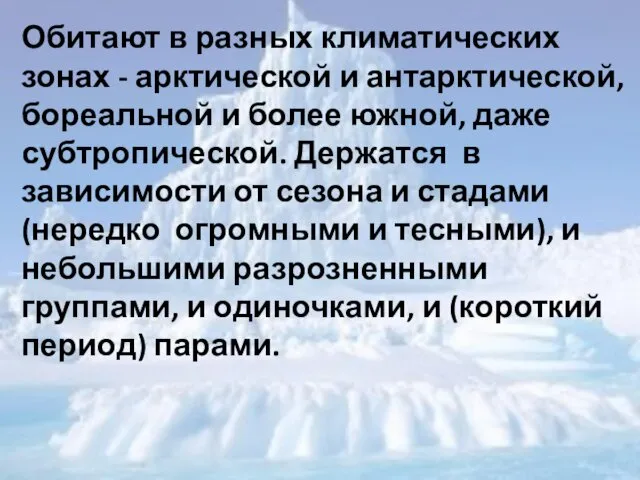 Обитают в разных климатических зонах - арктической и антарктической, бореальной