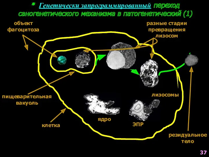 * Генетически запрограммированный переход саногенетического механизма в патогенетический (1) клетка