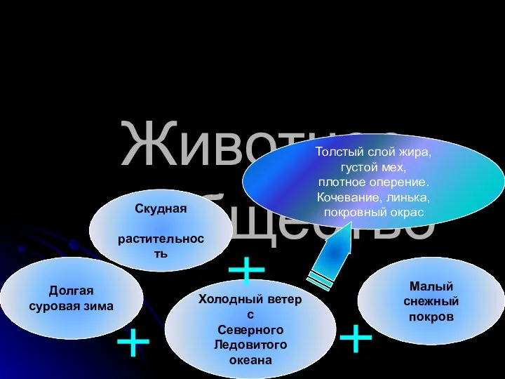 Животное сообщество Холодный ветер с Северного Ледовитого океана Долгая суровая