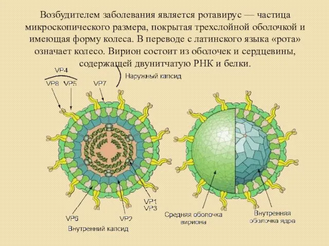 Возбудителем заболевания является ротавирус — частица микроскопического размера, покрытая трехслойной