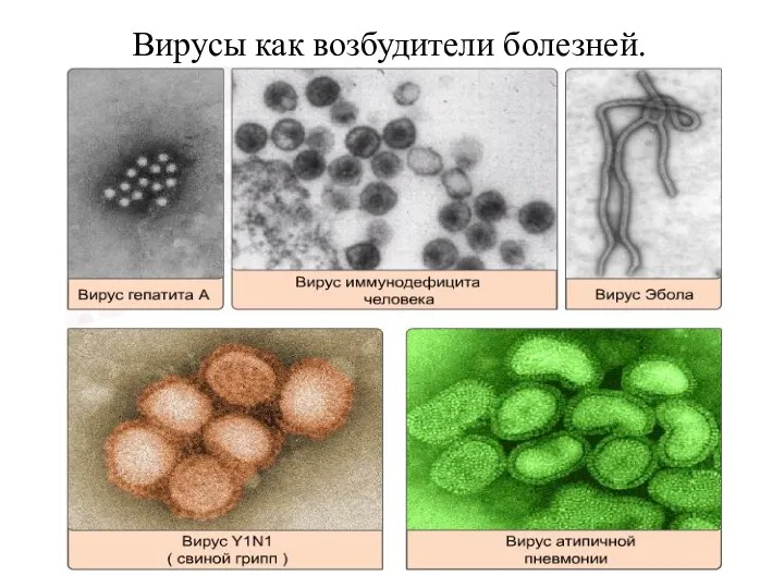 Вирусы как возбудители болезней.