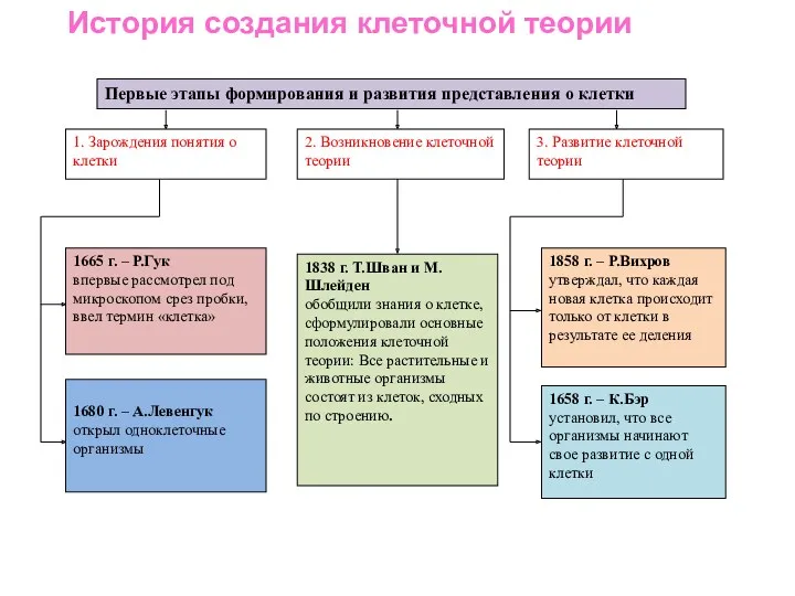 История создания клеточной теории 1665 г. – Р.Гук впервые рассмотрел