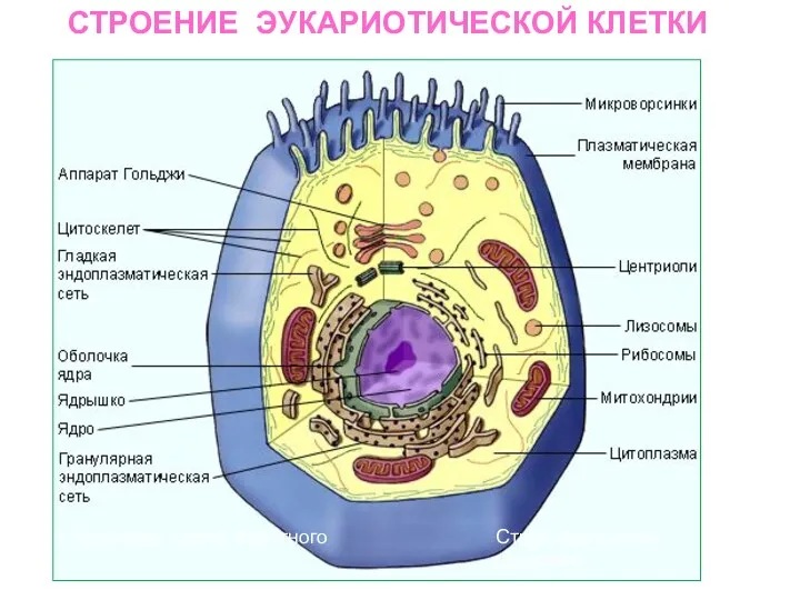 СТРОЕНИЕ ЭУКАРИОТИЧЕСКОЙ КЛЕТКИ Строение клетки является одним из важных принципов