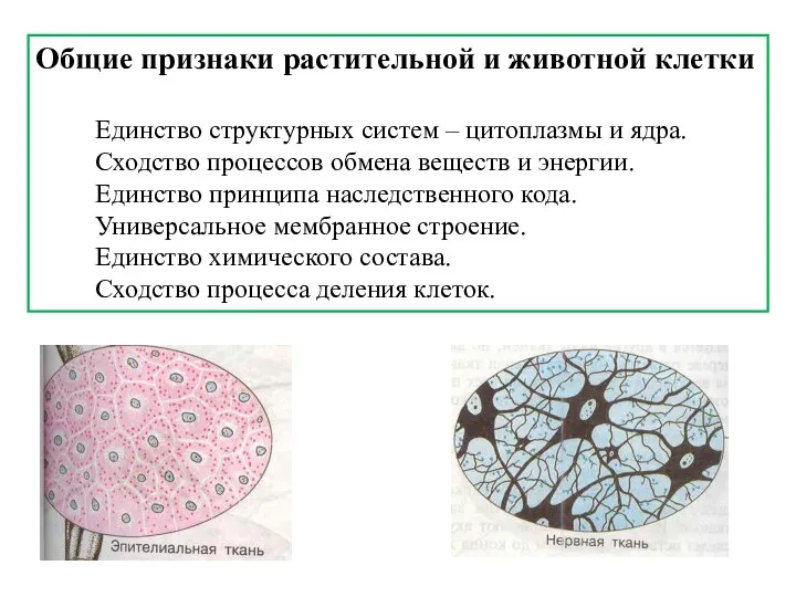 Общие признаки растительной и животной клетки Единство структурных систем –