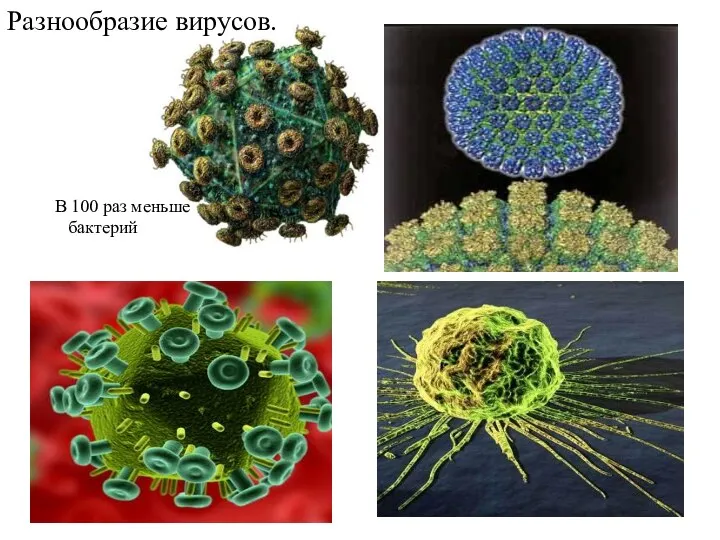 В 100 раз меньше бактерий Разнообразие вирусов.