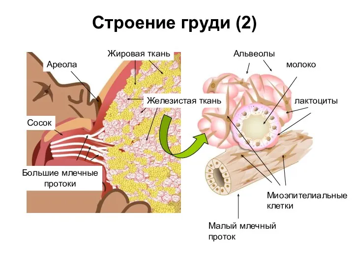 Строение груди (2) Сосок Жировая ткань Большие млечные протоки Альвеолы Малый млечный проток