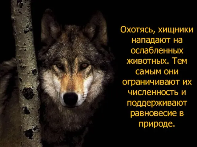 Охотясь, хищники нападают на ослабленных животных. Тем самым они ограничивают