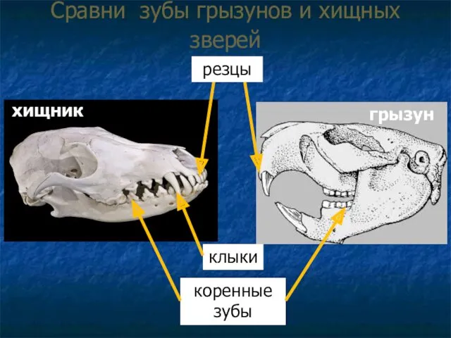 Сравни зубы грызунов и хищных зверей резцы клыки коренные зубы хищник грызун