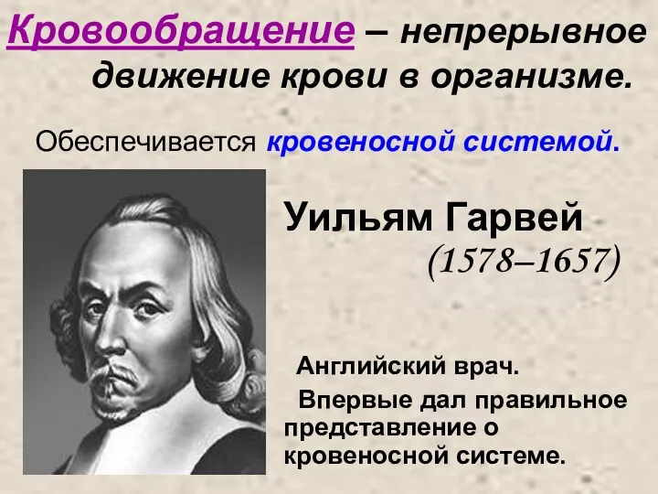 Кровообращение – непрерывное движение крови в организме. Обеспечивается кровеносной системой.