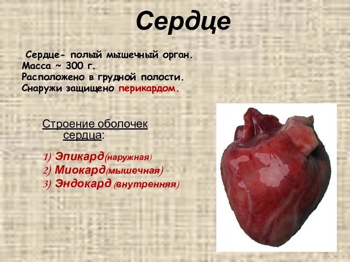 Сердце Строение оболочек сердца: 1) Эпикард(наружная) 2) Миокард(мышечная) 3) Эндокард