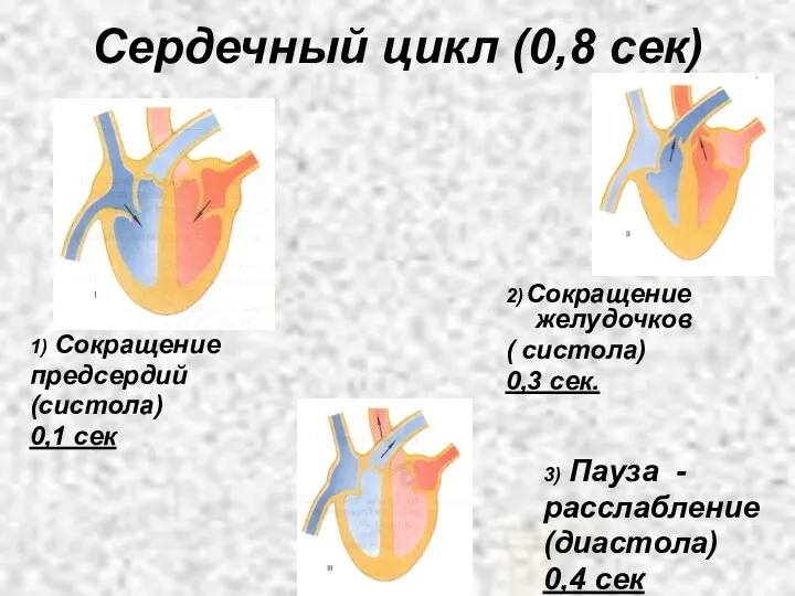 Сердечный цикл (0,8 сек) 1) Сокращение предсердий (систола) 0,1 сек