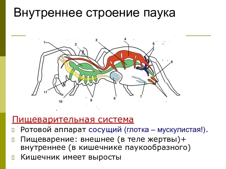 Внутреннее строение паука Пищеварительная система Ротовой аппарат сосущий (глотка – мускулистая!). Пищеварение: внешнее