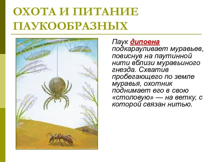 ОХОТА И ПИТАНИЕ ПАУКООБРАЗНЫХ Паук дипоена подкарауливает муравьев, повиснув на паутинной нити вблизи