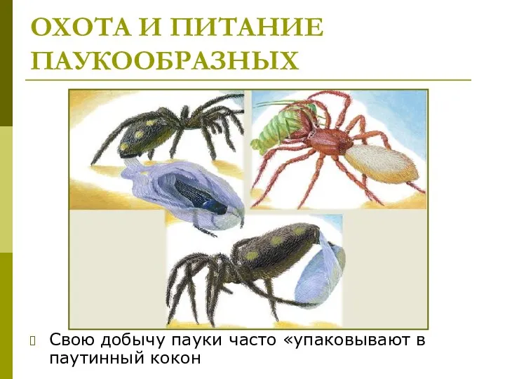 ОХОТА И ПИТАНИЕ ПАУКООБРАЗНЫХ Свою добычу пауки часто «упаковывают в паутинный кокон