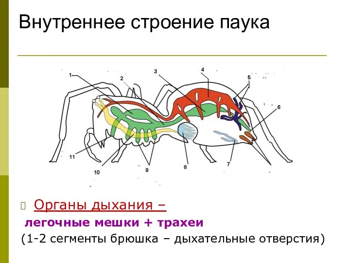 Внутреннее строение паука Органы дыхания – легочные мешки + трахеи (1-2 сегменты брюшка – дыхательные отверстия)