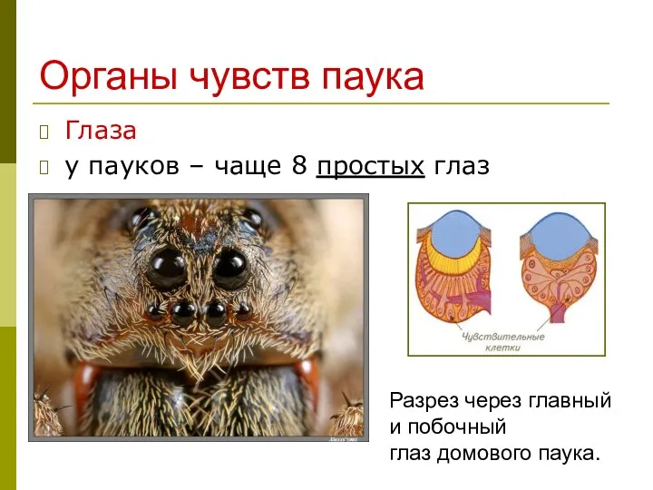 Органы чувств паука Глаза у пауков – чаще 8 простых глаз Разрез через