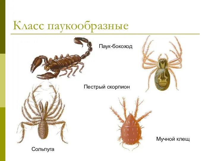 Класс паукообразные Сольпуга Пестрый скорпион Паук-бокоход Мучной клещ