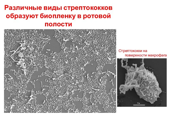Различные виды стрептококков образуют биопленку в ротовой полости Стрептококки на поверхности макрофага
